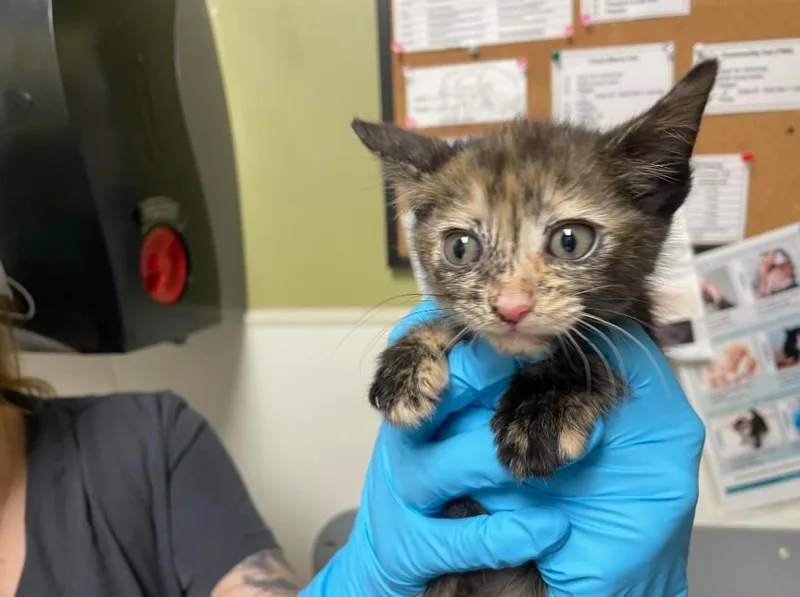 A baby small-sized female Domestic Short Hair cat named Jennifurr for adoption in Chapel Hill, NC