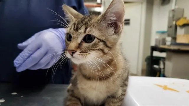 A baby medium-sized female Domestic Short Hair cat named Airborne for adoption in Aurora, IL