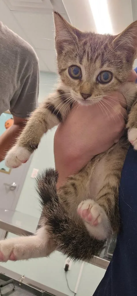 Heidi