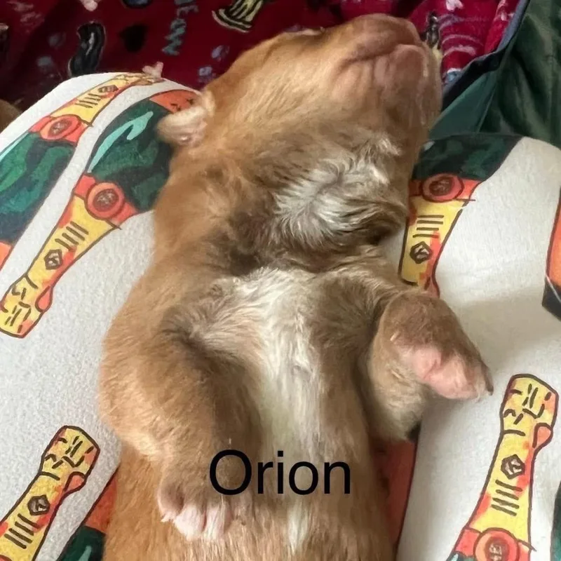 Orion thumbnail 6