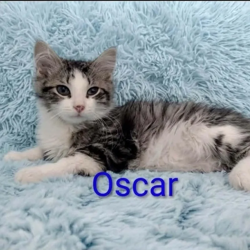 Oscar thumbnail 2