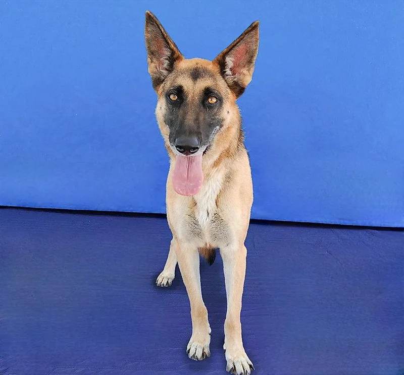 An adult medium-sized female German Shepherd Dog dog named Rosie for adoption in Pasadena, CA