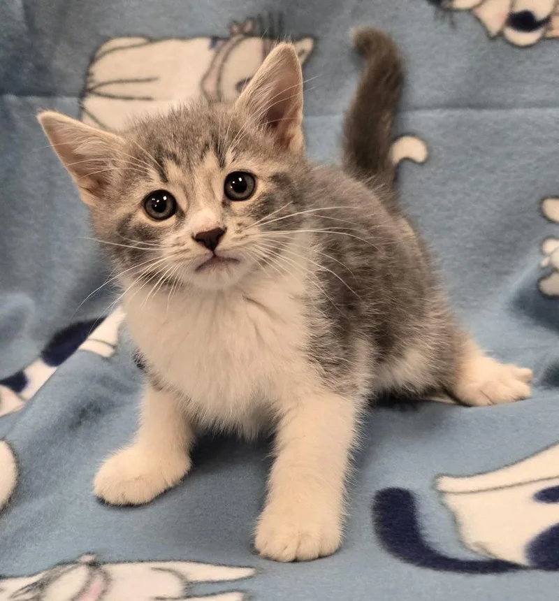 A baby small-sized male Domestic Short Hair cat named Meeny for adoption in Murphysboro, IL