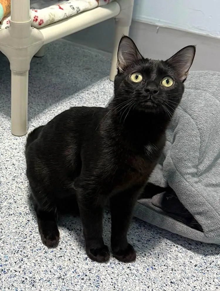 A young medium-sized female Black Domestic Short Hair cat named Black Pearl for adoption in Colorado Springs, CO