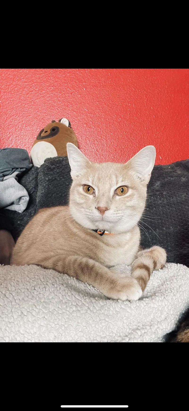 A young medium-sized male Buff / Tan / Fawn Domestic Short Hair cat named Draco for adoption in Broken Arrow, OK
