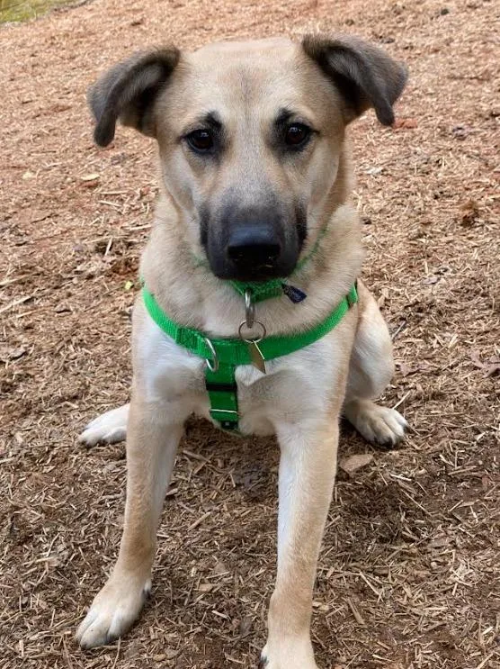 A young medium-sized male German Shepherd Dog dog named Polo for adoption in Ellijay, GA