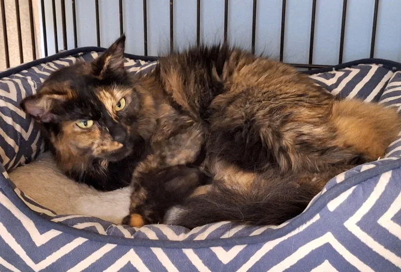 An adult medium-sized female Tortoiseshell Domestic Medium Hair cat named Flurry Bean for adoption in Spokane Valley, WA