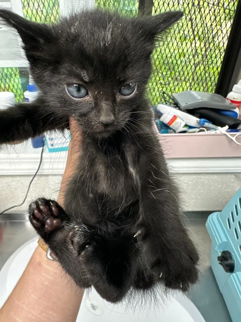 A baby medium-sized female Domestic Short Hair cat named Dill for adoption in Pomona, NY