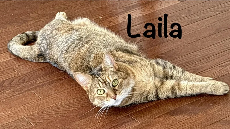 Laila thumbnail 2