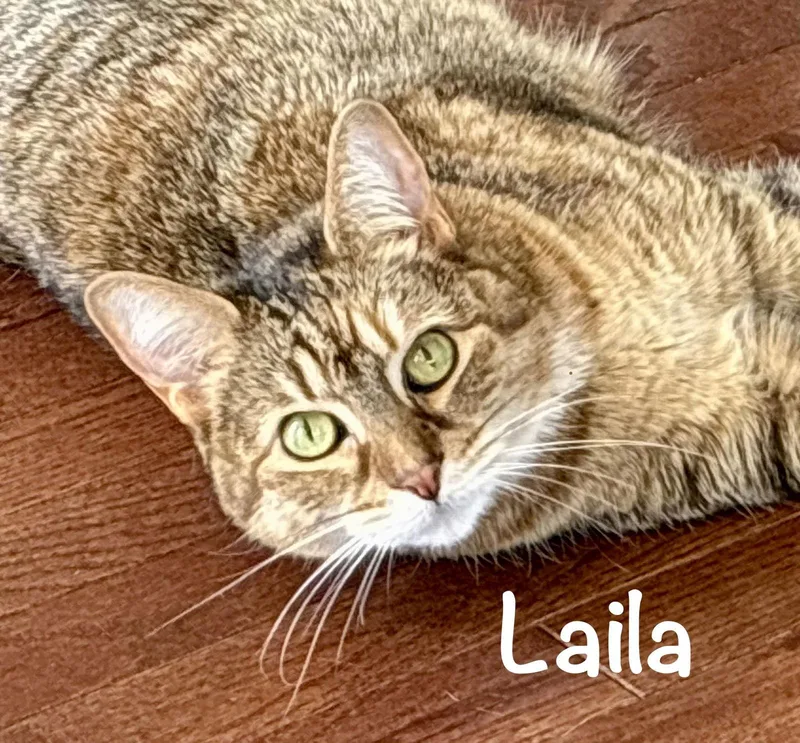 Laila thumbnail 3