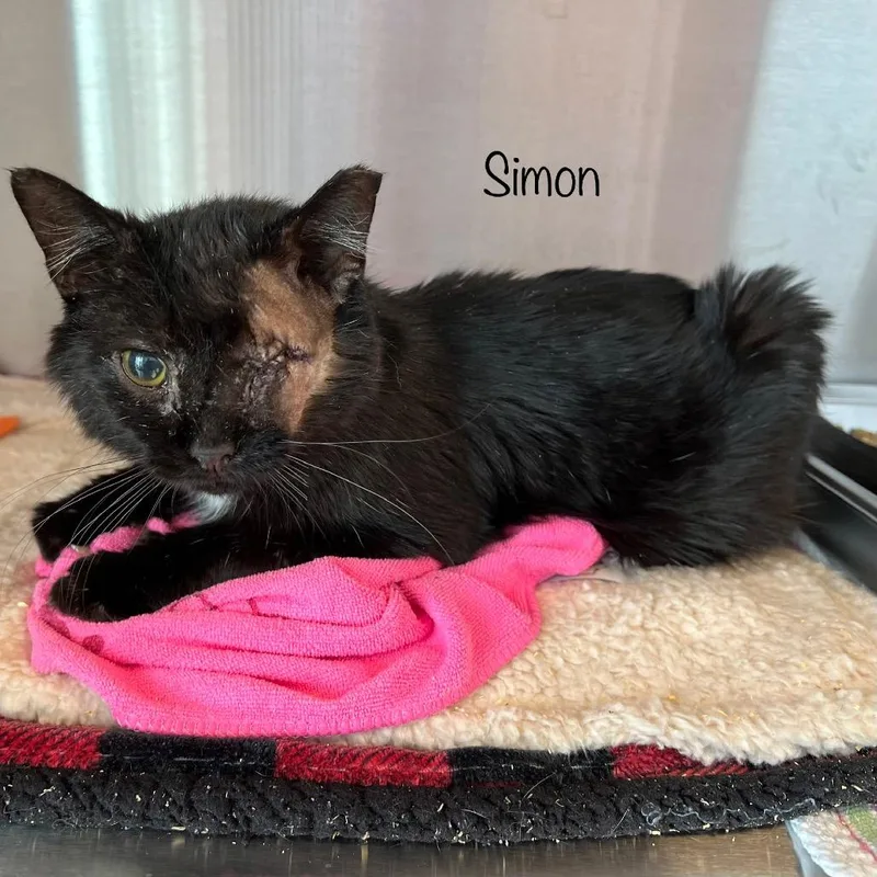 An adult medium-sized male Black Domestic Medium Hair cat named Simon for adoption in Madisonville, TN