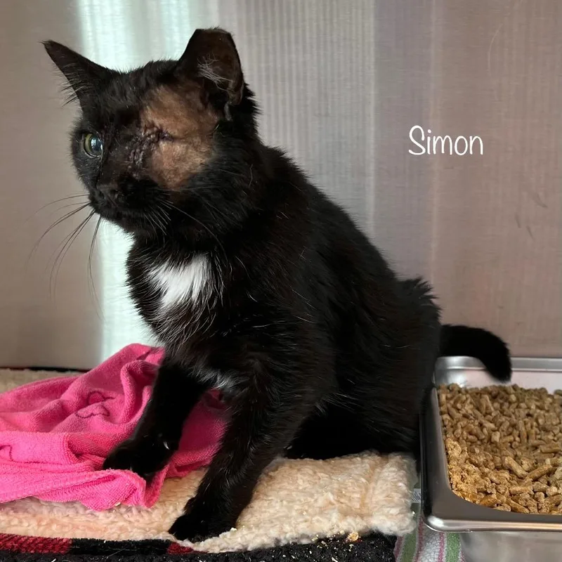 Simon thumbnail 2