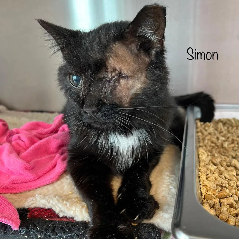 Simon thumbnail 4