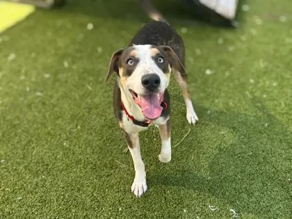 An adult medium-sized male Hound dog named Camo for adoption in Gainesville, FL
