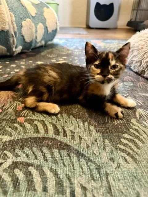 A baby small-sized female Calico cat named Beulah for adoption in Parlier, CA