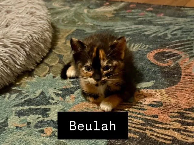Beulah thumbnail 2