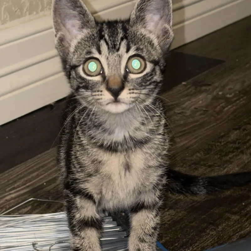 A baby medium-sized female Tabby (Brown / Chocolate) Domestic Short Hair cat named Frida for adoption in Liverpool, TX