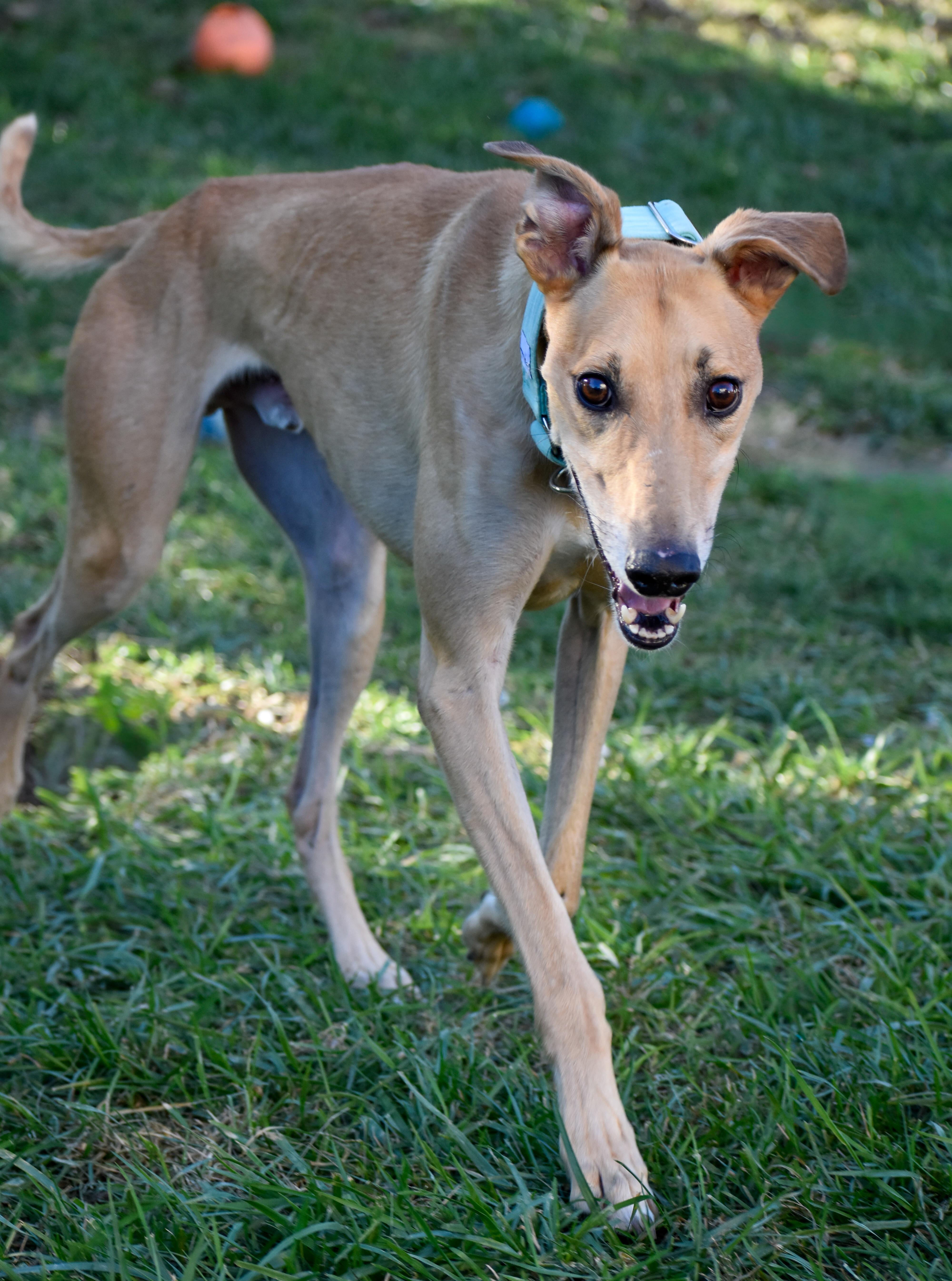 An adult large-sized male Greyhound dog named Gary for adoption in Indianapolis, IN