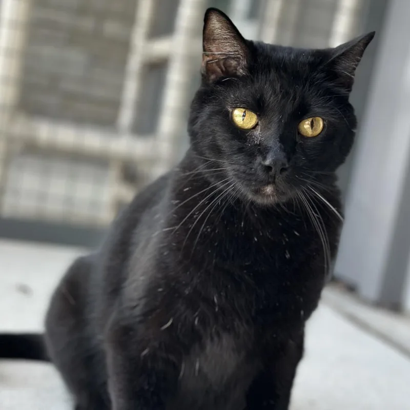 Arturo