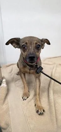 An adult small-sized female Chihuahua dog named Mystery for adoption in Phoenix, AZ