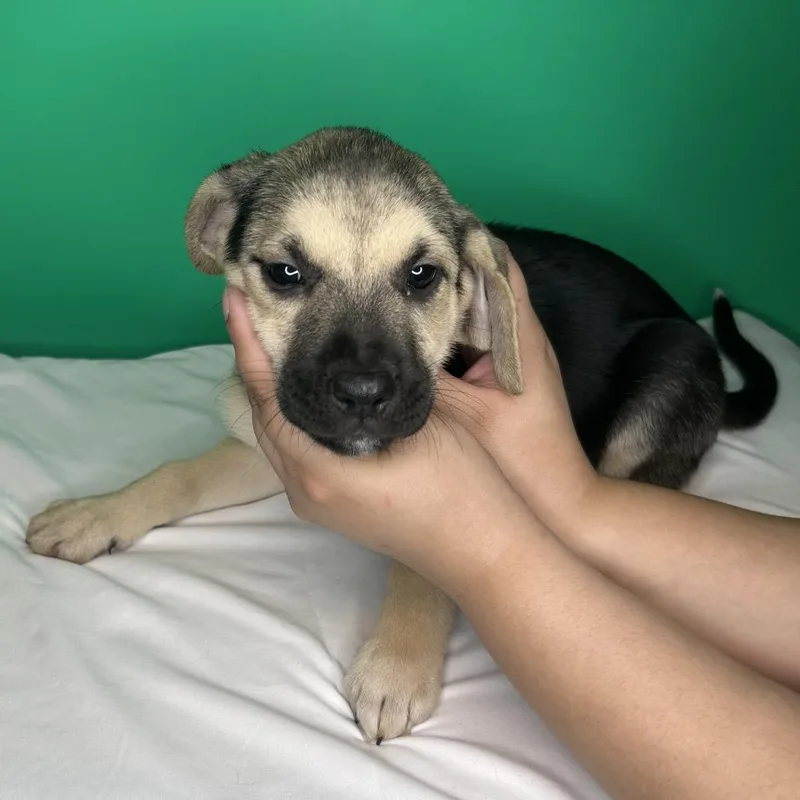 A baby small-sized female Black Hound dog named Willow for adoption in San Antonio, TX