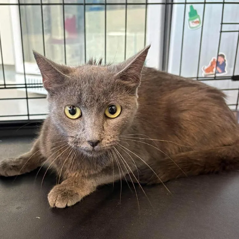 An adult medium-sized female Gray / Blue / Silver Domestic Short Hair cat named Pocus for adoption in Huntington, WV