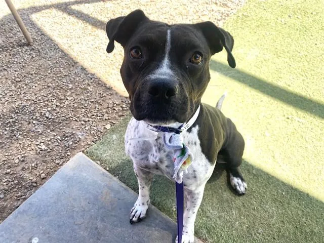 A young large-sized female Pit Bull Terrier dog named Fergie for adoption in Phoenix, AZ