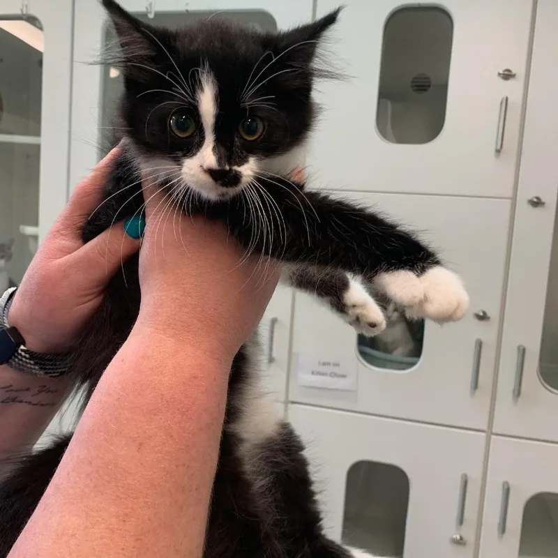 A baby small-sized female Black Domestic Medium Hair cat named Angela for adoption in Jasper, IN