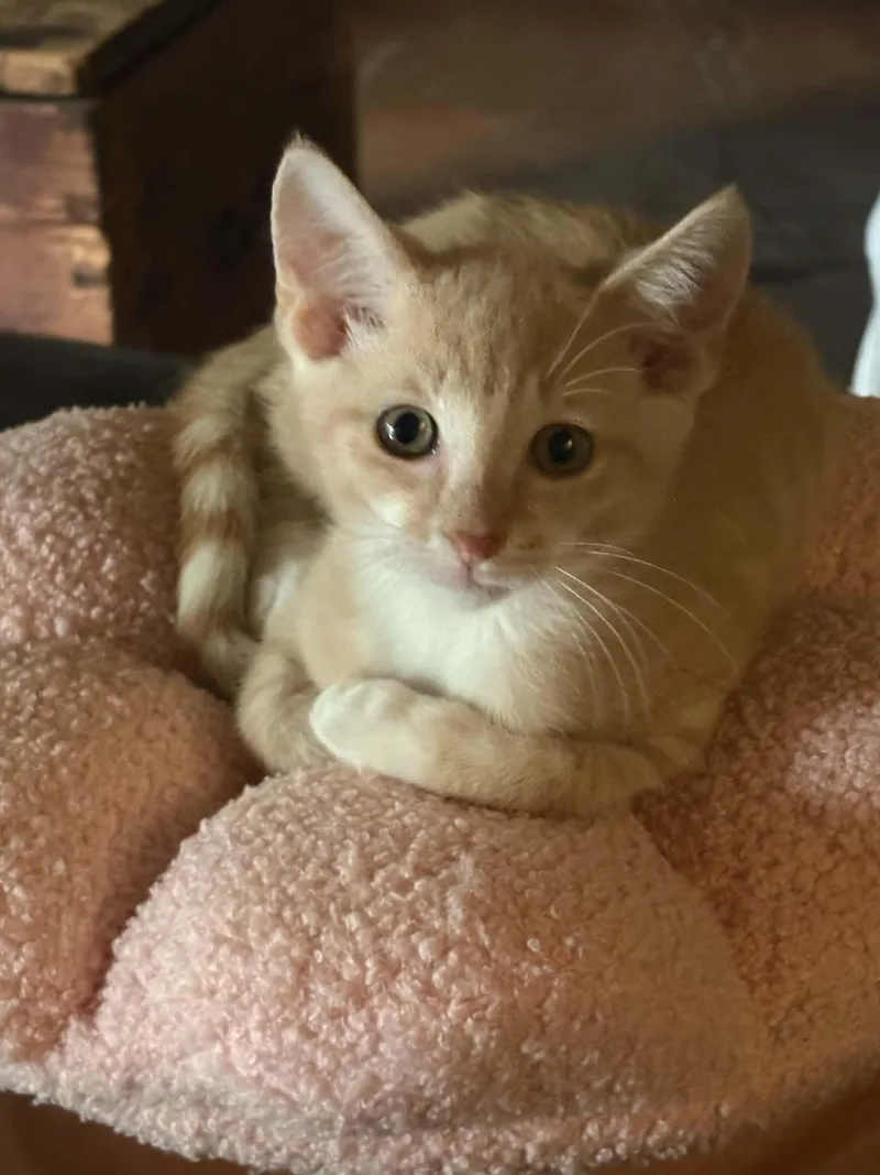 A baby medium-sized male Domestic Short Hair cat named Busy Bee for adoption in Alpharetta, GA