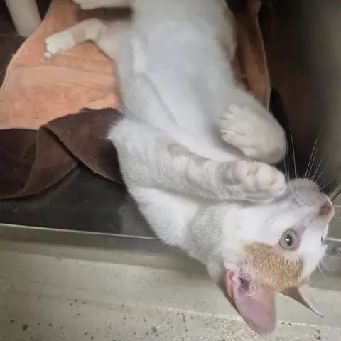 A young medium-sized male Orange & White Domestic Short Hair cat named Fish for adoption in Bluffton, IN