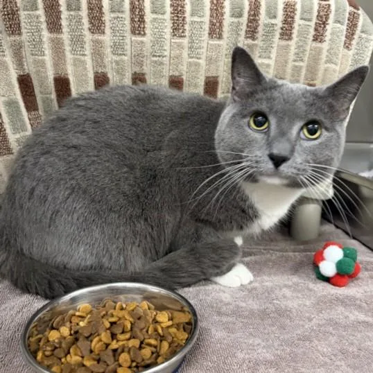 An adult medium-sized female Domestic Short Hair cat named Karina for adoption in Derwood, MD