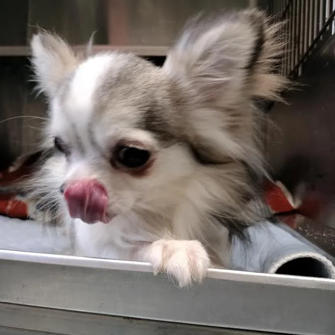 An adult small-sized male Chihuahua dog named Shadow for adoption in Farmersville, OH