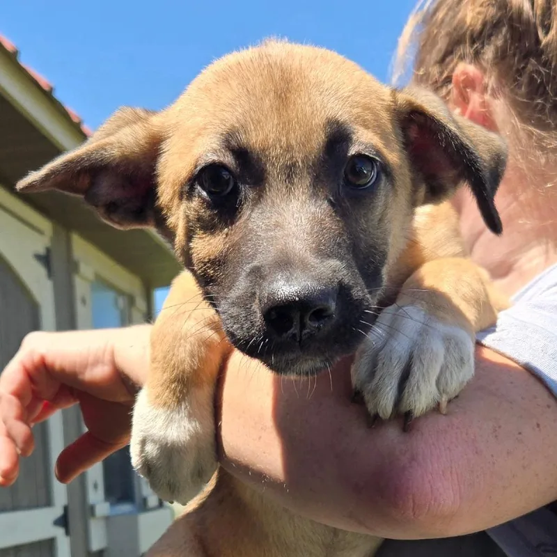 A baby medium-sized female Yellow / Tan / Blond / Fawn German Shepherd Dog dog named Bailee for adoption in Floresville, TX
