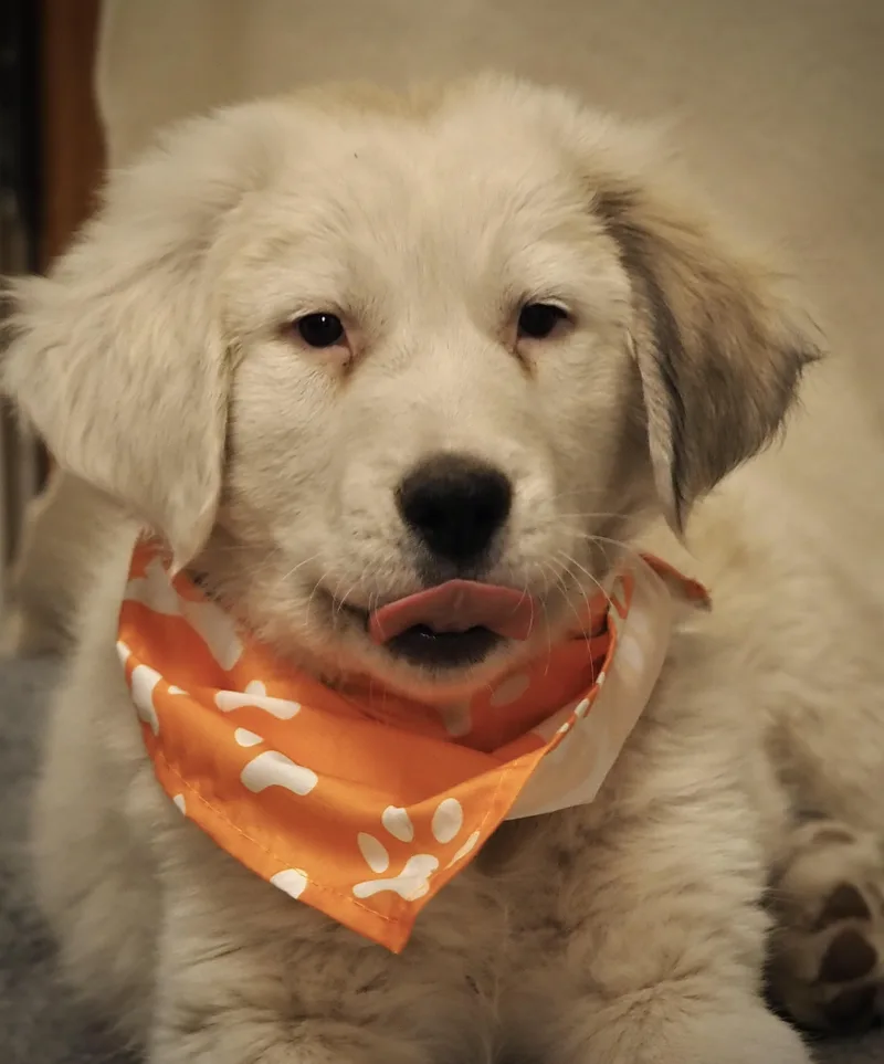 A baby extra large-sized male Great Pyrenees dog named Scrabble for adoption in Buena Vista, CO