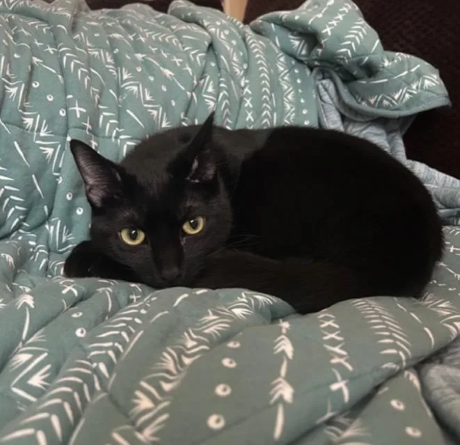 A young medium-sized male Bombay cat named Hugh for adoption in Mobile, AL
