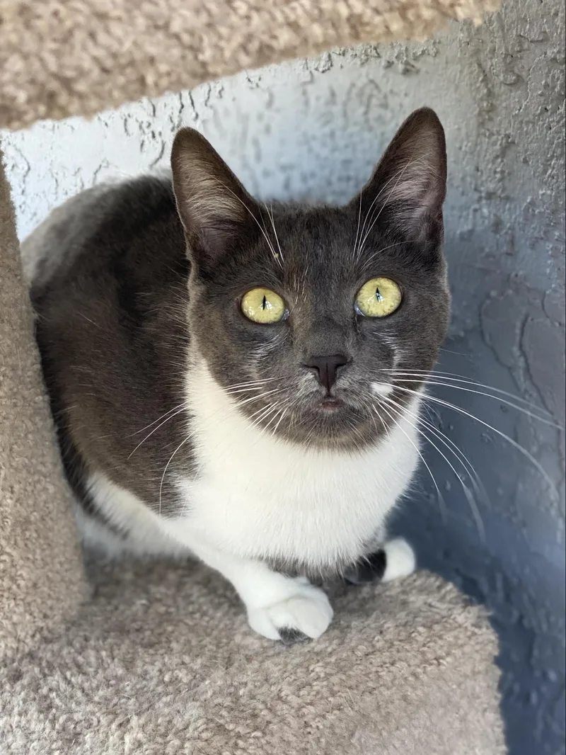 Flapjack thumbnail 2