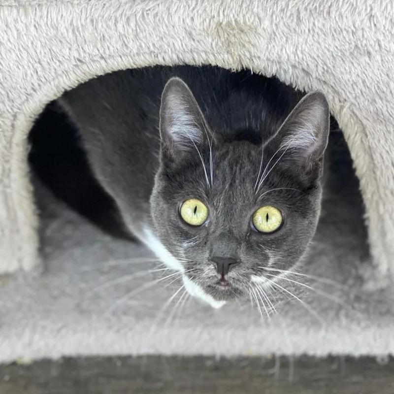 Flapjack thumbnail 3