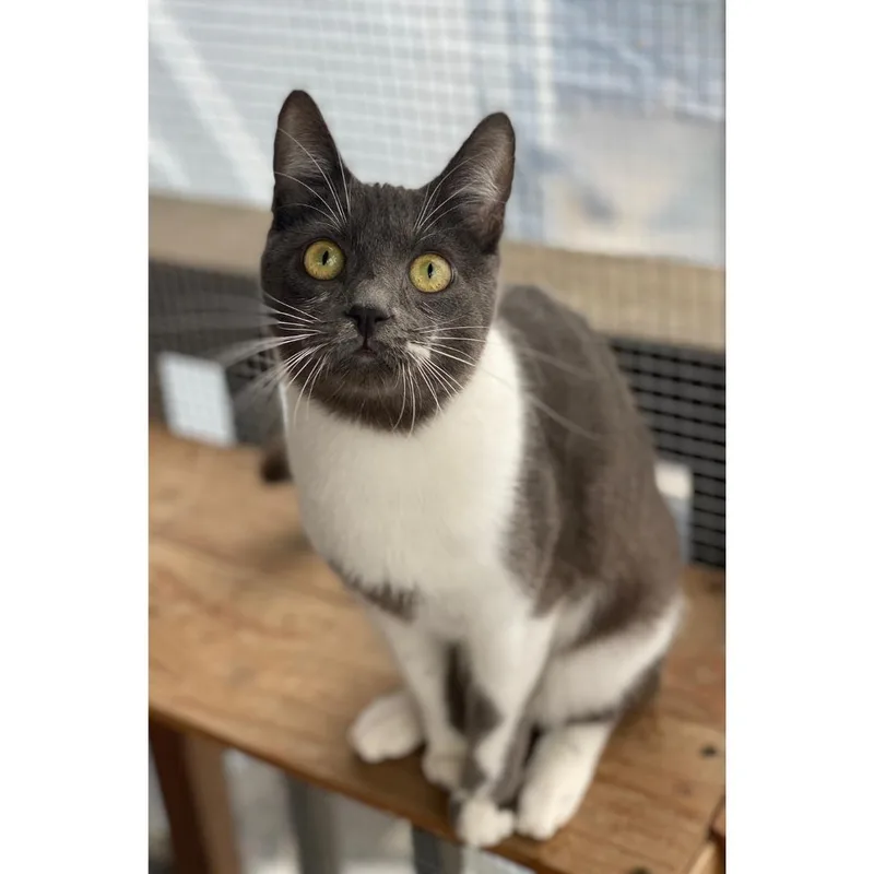 Flapjack thumbnail 4