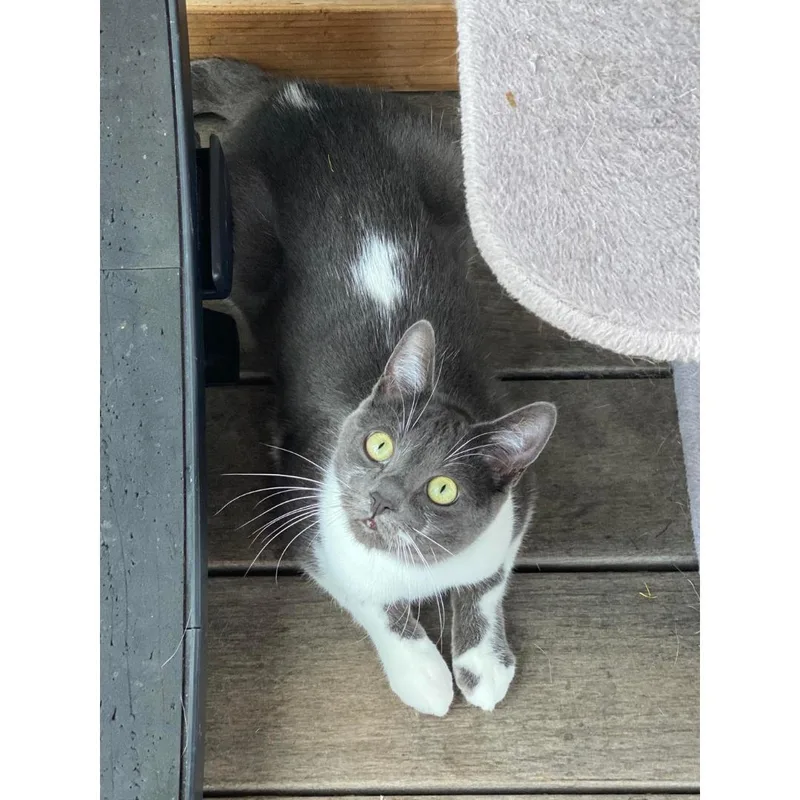 Flapjack thumbnail 5