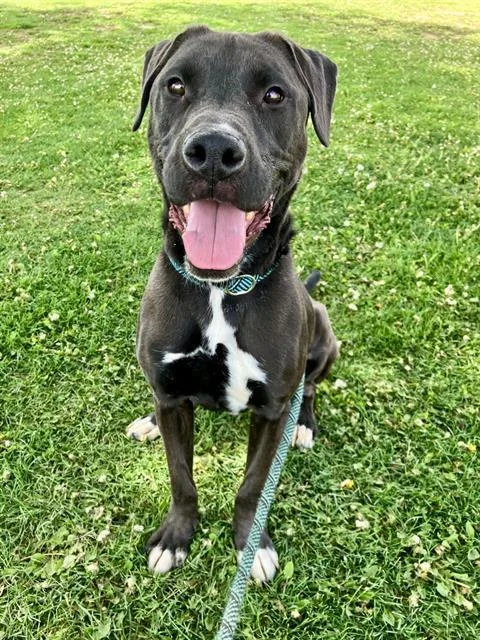 A young medium-sized male Pit Bull Terrier dog named Huggie for adoption in Albuquerque, NM