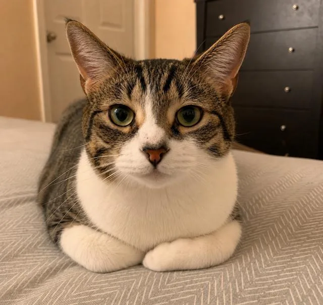 An adult medium-sized male Brown / Chocolate Tabby cat named Smokey for adoption in Los Angeles, CA