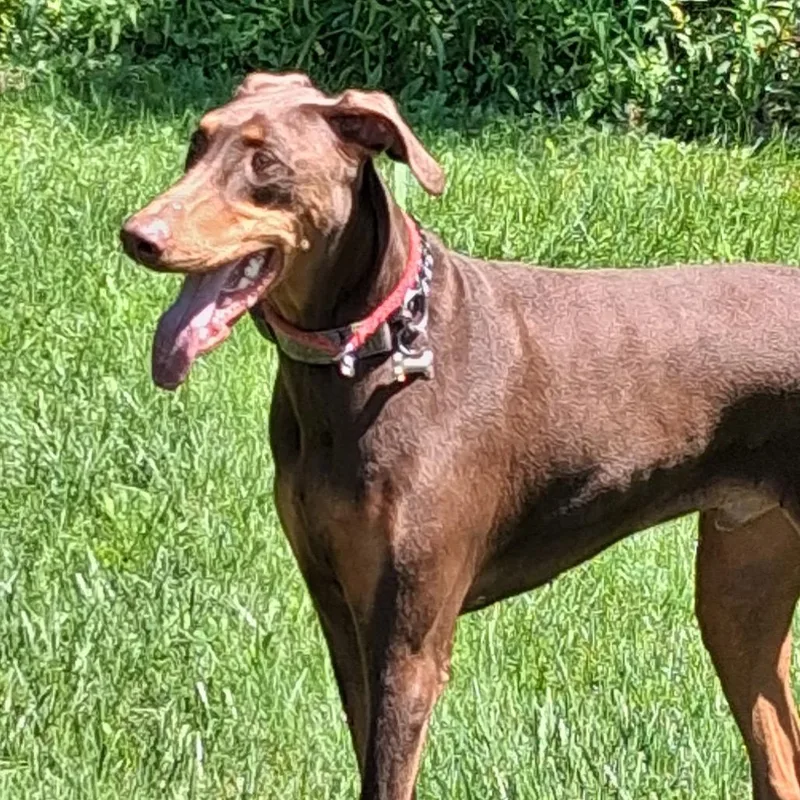 An adult large-sized male Red / Chestnut / Orange Doberman Pinscher dog named Tyson for adoption in Sandown, NH