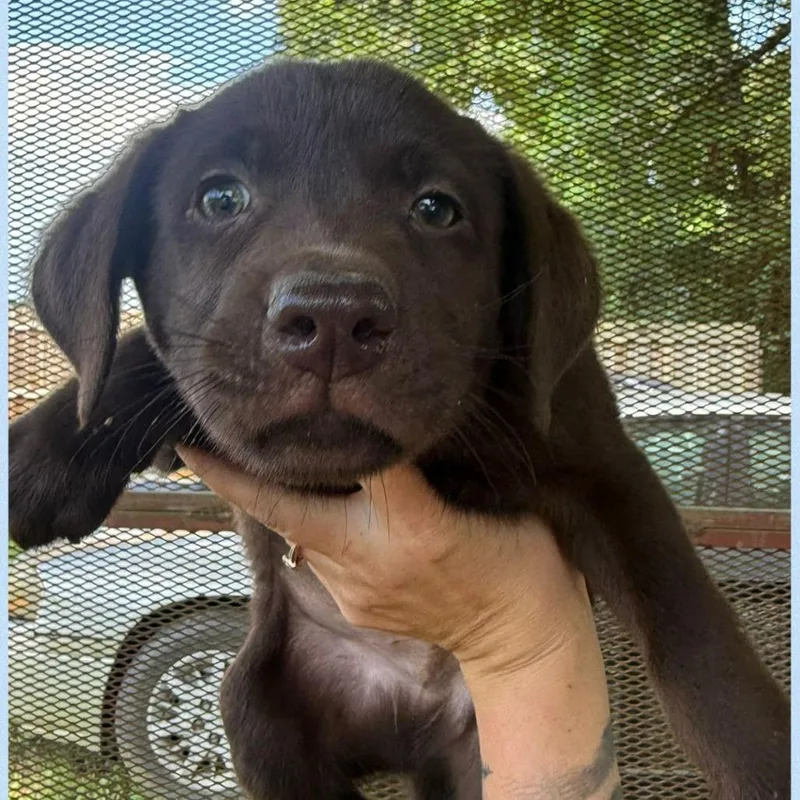 A baby small-sized male Brown / Chocolate Mixed Breed dog named Arlo for adoption in Allentown, PA