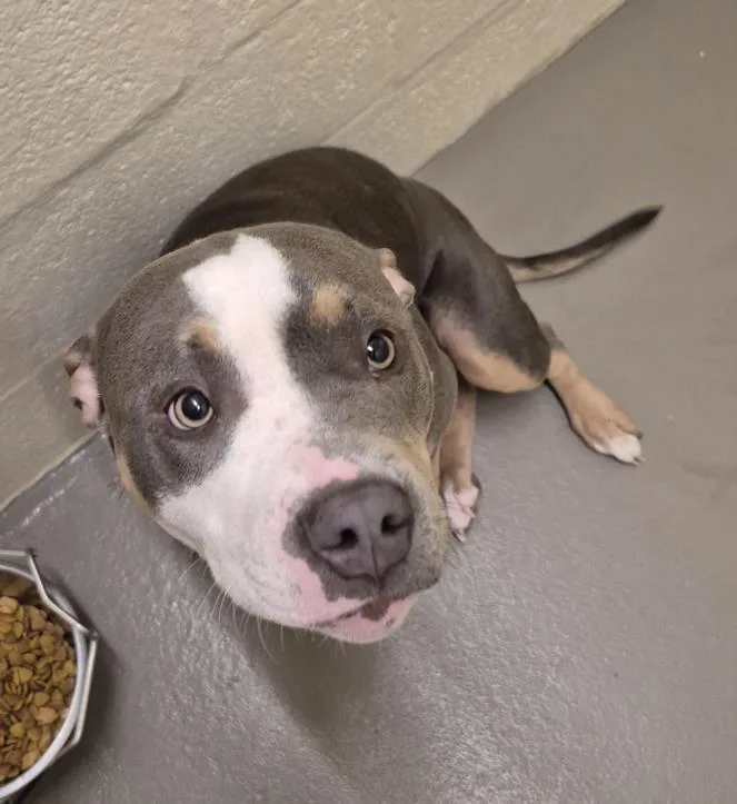 A young large-sized female Pit Bull Terrier dog named Nova for adoption in Hagerstown, MD