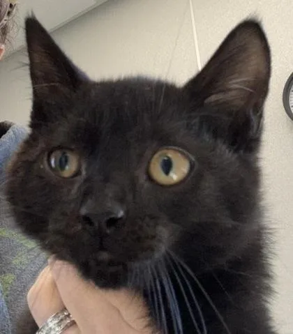 A young small-sized female Domestic Short Hair cat named Frannie for adoption in Lafayette, IN