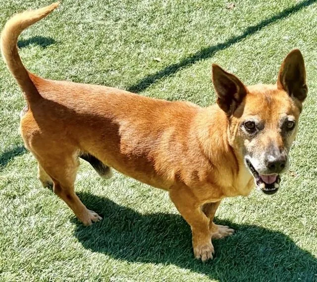 An adult small-sized male Dachshund dog named Banjo for adoption in Salinas, CA