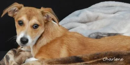 A young medium-sized female Yellow / Tan / Blond / Fawn Dachshund dog named Bonnie for adoption in Newland, NC