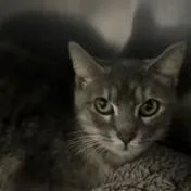 S&t: Sushi thumbnail 2