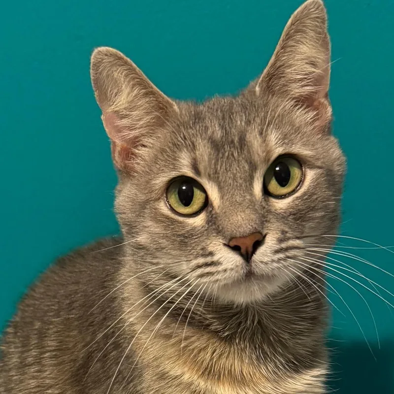 S&t: Sushi thumbnail 3