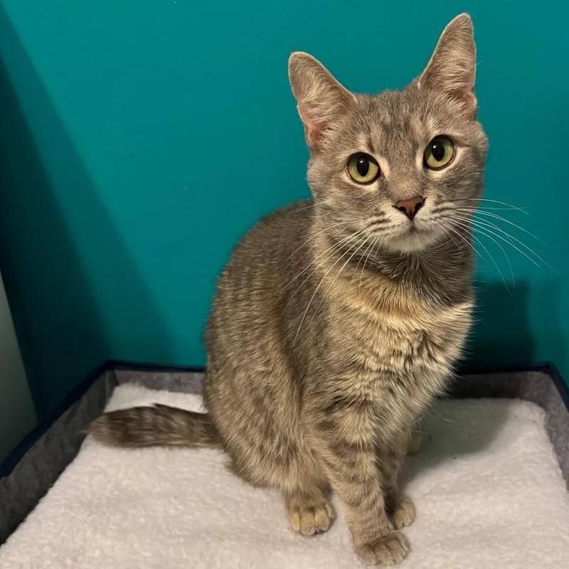 S&t: Sushi thumbnail 4